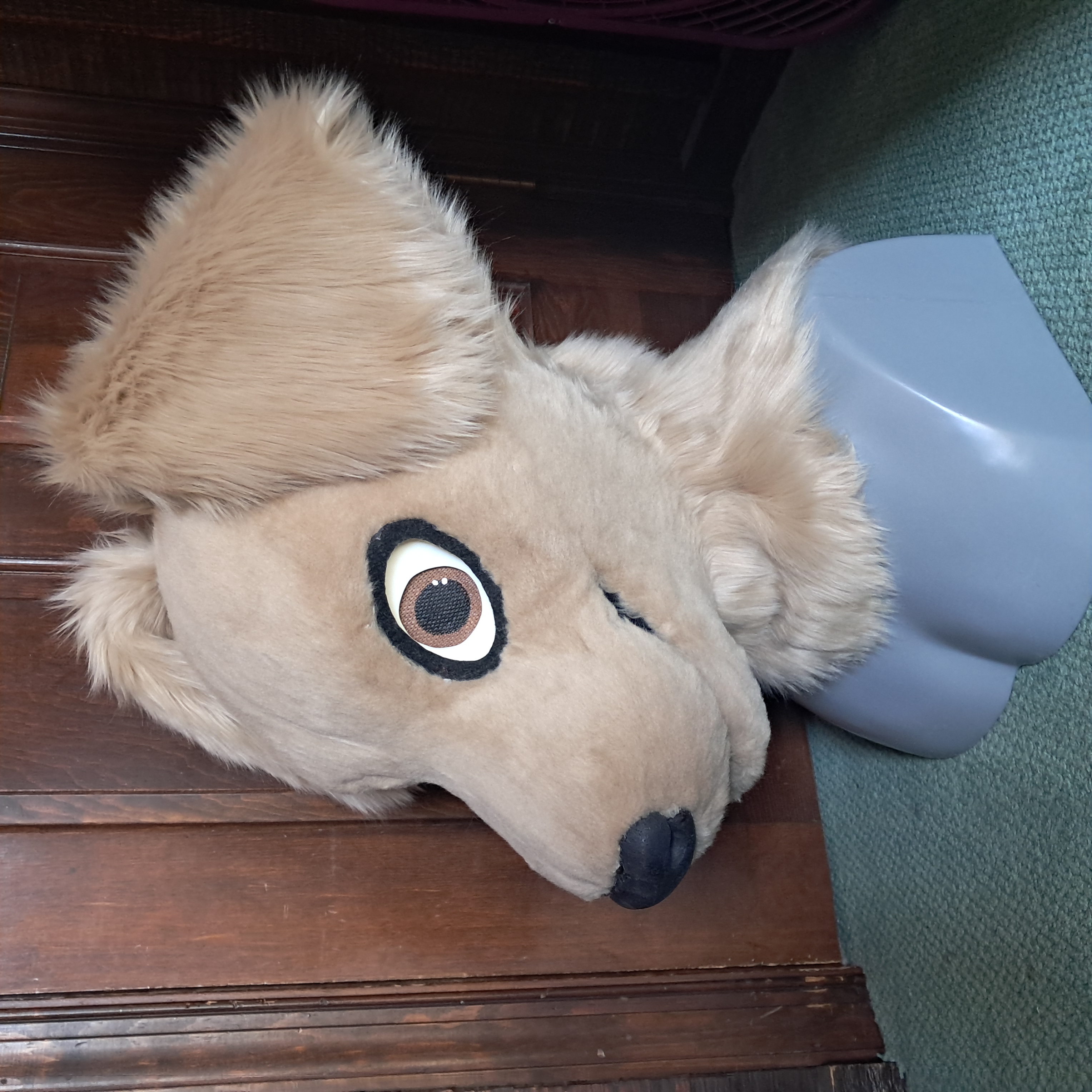 Golden retriever head